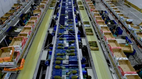 Pineapple processing plant in Pital, San Carlos, Costa Rica Stock Footage 123541255