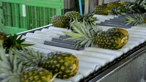 Pineapple processing plant with the sweetness product of the market Stock Footage 123541220