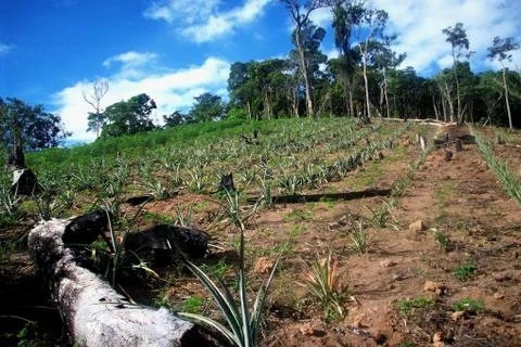 Pineapple production Stock Photos