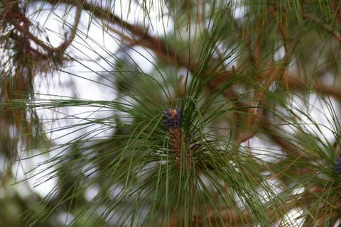 Pineapple ripening on the pine in autumn Stock Photos