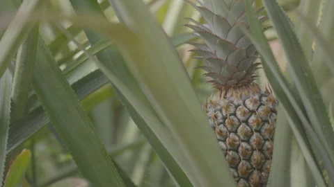 Pineapple ripening in a tropical garden, close up of fresh exotic fruit gro.. Stock Footage 344168965