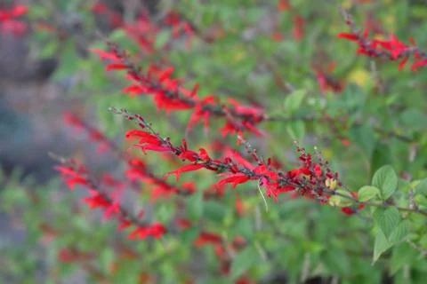 Pineapple sage Ananas Stock Photos