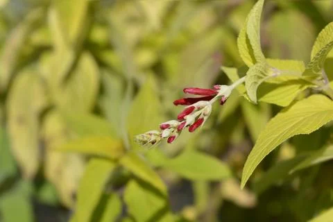 Pineapple sage Ananas Stock Photos