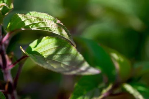 Pineapple Sage Leaf Stock Photos