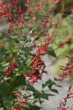 Pineapple sage Stock Photos