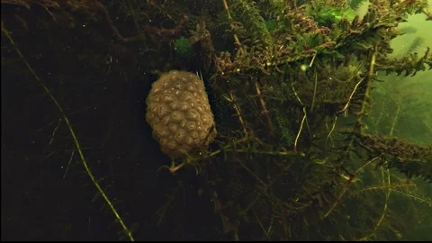 Pineapple shaped pectinatella colony Stock Footage 345677203