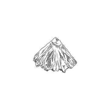 Pineapple slice. Black and white sketch of tropical fruit. Hand drawn vector Stock Illustration