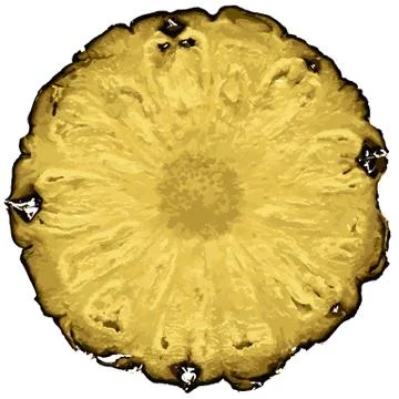 Pineapple slice Stock Illustration