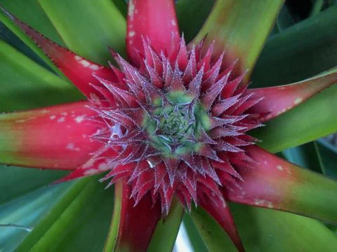 Pineapple soft fruit, growing plants Foto stock