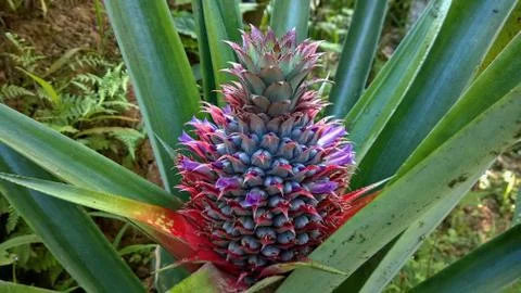 Pineapple soft fruit, growing plants Foto stock