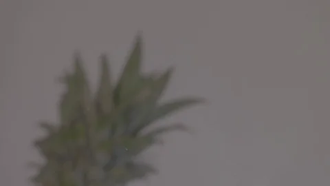 Pineapple spinning in the air in slow motion Stock Footage 101126697