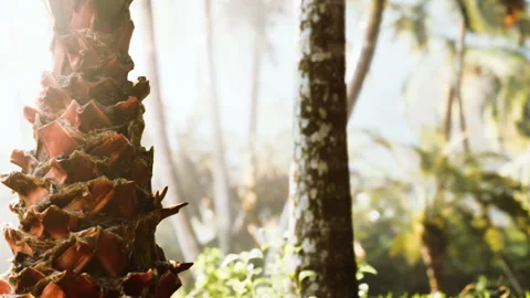 Pineapple stands in sunlight among tropical plants in a natural setting Stock Footage 340212307