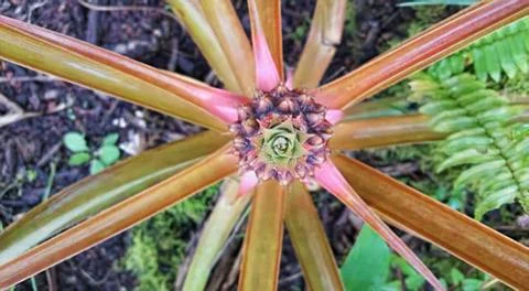 Pineapple star Stock Photos