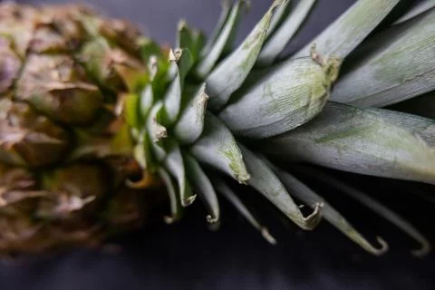 Pineapple stem on a table with dark tablecloth Stock Photos