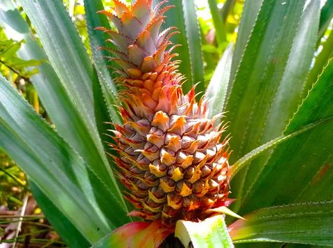 Pineapple that is still young is red Stock Photos