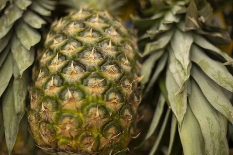 Pineapple in the store. Fresh fruit. The fruit of the pineapple tree. Stock Photos