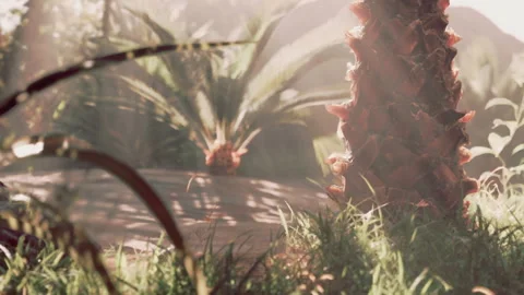 Pineapple surrounded by green plants in a bright setting with sunlight Stock Footage 344868305