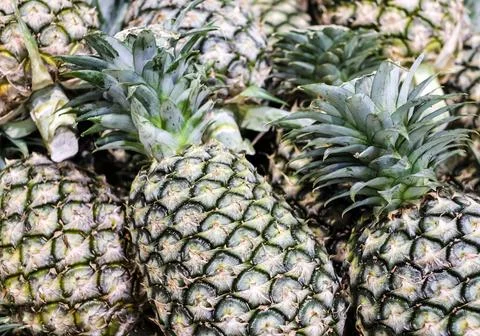 Pineapple texture background Stock Photos