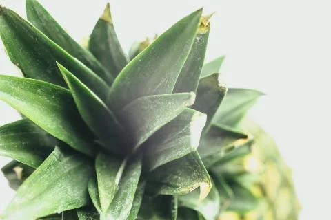 PINEAPPLE TOP GREEN Stock Photos