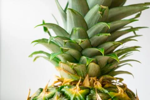 Pineapple top on a light gray background. Stock Photos