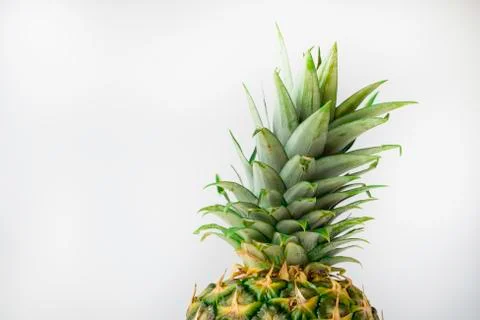 Pineapple top on a light gray background. Stock Photos