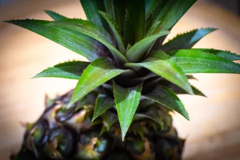 Pineapple Top Stock Photos