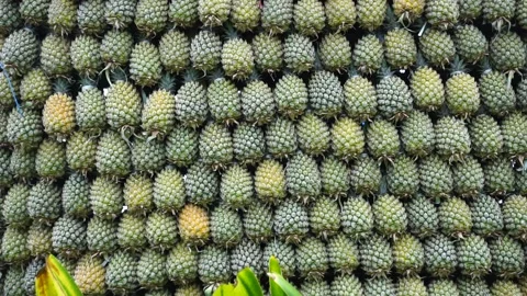 Pineapple tree (Ananas comosus) with a natural background Stock Footage 261429838