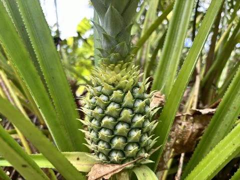 Pineapple tree and fruit Stock Photos