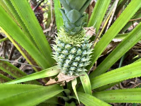 Pineapple tree and fruit Stock Photos