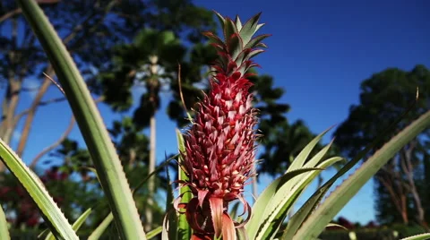 Pineapple in a tree Stock Footage 49831917