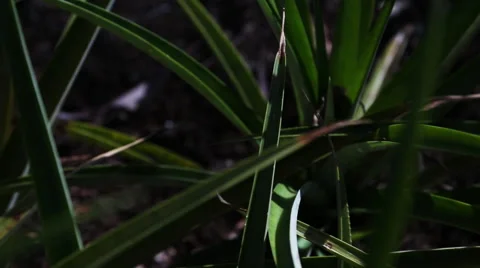 Pineapple in a tree Stock Footage 49834534