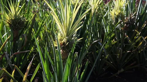 Pineapple in a tree Stock Footage 49840298