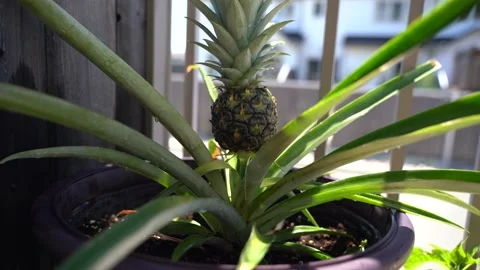 Pineapple tree Stock Footage 134959240