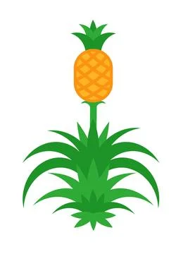 Pineapple tree with fruit. Vector illustration Isolated on white. Stock Illustration