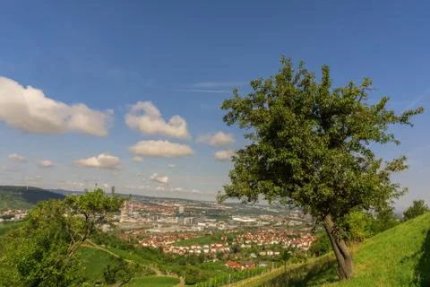 A pineapple tree on a hill Stock Photos