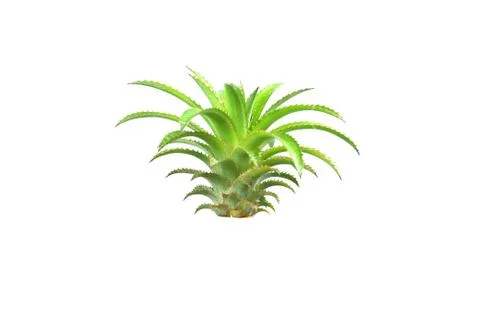 Pineapple tree on isolated Stock Photos