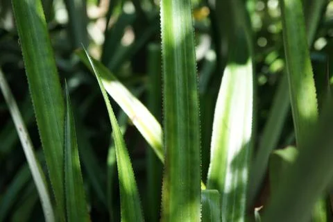 Pineapple Tree Leaves Stock Photos