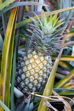 Pineapple tree Stock Photos
