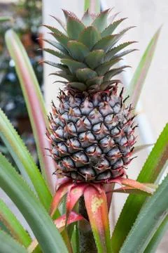 Pineapple Tree Stock Photos