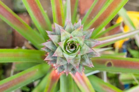 Pineapple Tree Stock Photos