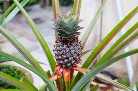 Pineapple Tree Stock Photos