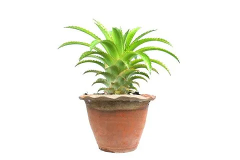 Pineapple tree in pot Stock Photos