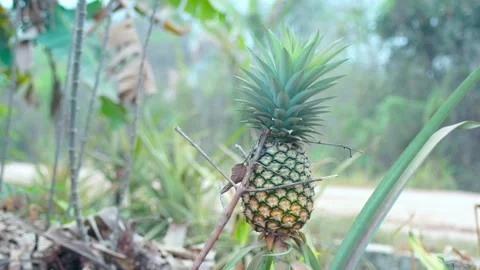 Pineapple on the tree ready for harvest Stock Footage 346212936