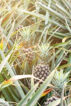 Pineapple on tree with sunlight. Stock Photos