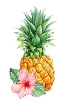 Pineapple, tropical fruit isolated on white background, summer composition for Stock Illustration