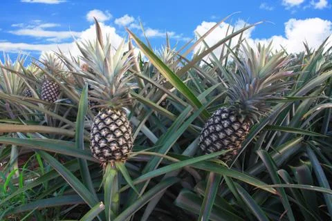 Pineapple, tropical fruit 스톡 사진