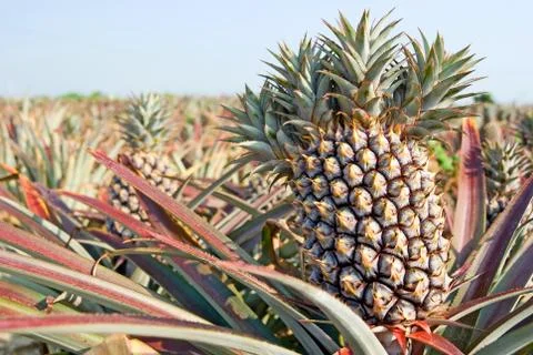 Pineapple, tropical fruit 스톡 사진