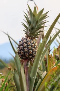 Pineapple tropical fruit Stock Photos