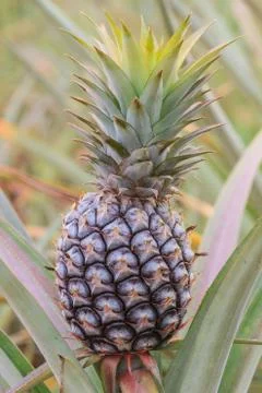 Pineapple tropical fruit 스톡 사진