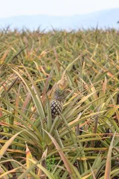 Pineapple tropical fruit 스톡 사진